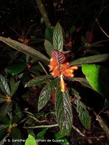 <i>Columnea calotricha</i> Donn.Sm., 1905 © S. Sant/Parc Amazonien de Guyane