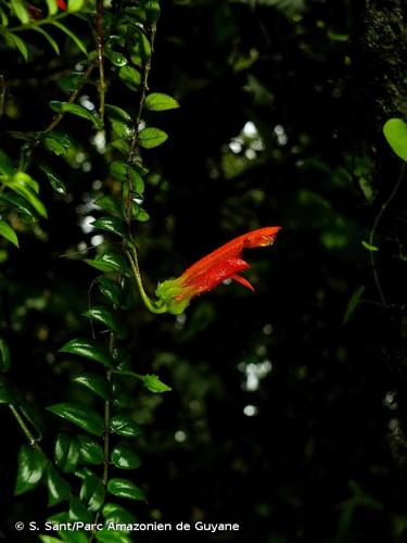 <i>Columnea oerstediana</i> Klotzsch ex Oerst., 1858 © S. Sant/Parc Amazonien de Guyane