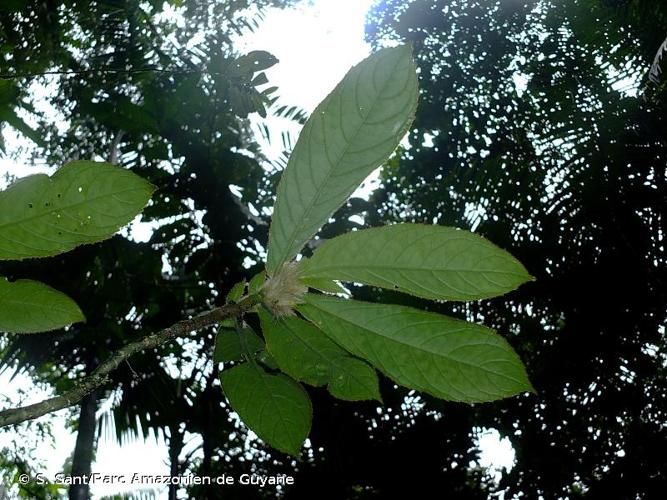 <i>Columnea sanguinea</i> (Pers.) Hanst., 1865 © S. Sant/Parc Amazonien de Guyane