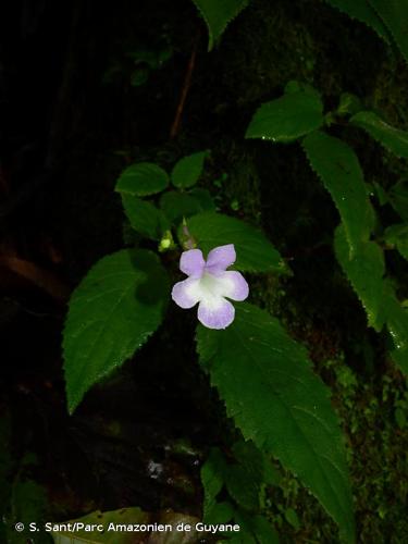 <i>Cremersia platula</i> Feuillet & L.E.Skog, 2002 © S. Sant/Parc Amazonien de Guyane