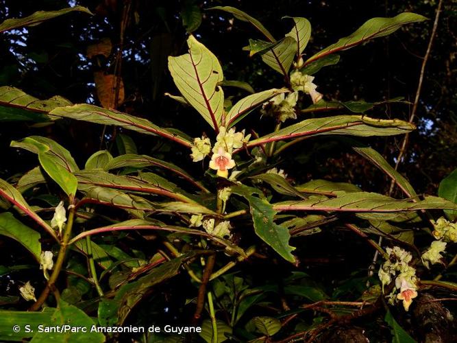 <i>Drymonia antherocycla</i> Leeuwenb., 1965 © S. Sant/Parc Amazonien de Guyane