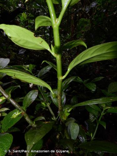 <i>Drymonia psilocalyx</i> Leeuwenb., 1981 © S. Sant/Parc Amazonien de Guyane