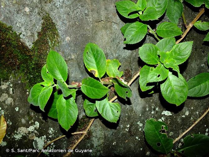 <i>Drymonia serrulata</i> (Jacq.) Mart., 1832 © S. Sant/Parc Amazonien de Guyane