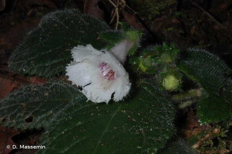 <i>Episcia sphalera</i> Leeuwenb., 1958 © D. Massemin