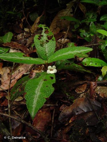 <i>Nautilocalyx pictus</i> (Hook.) Sprague, 1912 © C. Delnatte