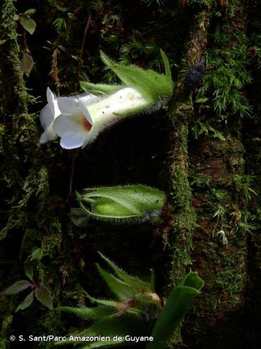 <i>Paradrymonia campostyla</i> (Leeuwenb.) Wiehler, 1978 © S. Sant/Parc Amazonien de Guyane