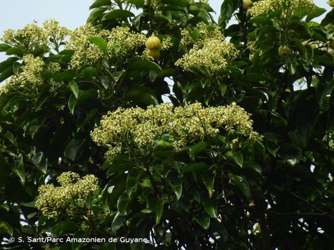 <i>Hernandia guianensis</i> Aubl., 1775 © S. Sant/Parc Amazonien de Guyane