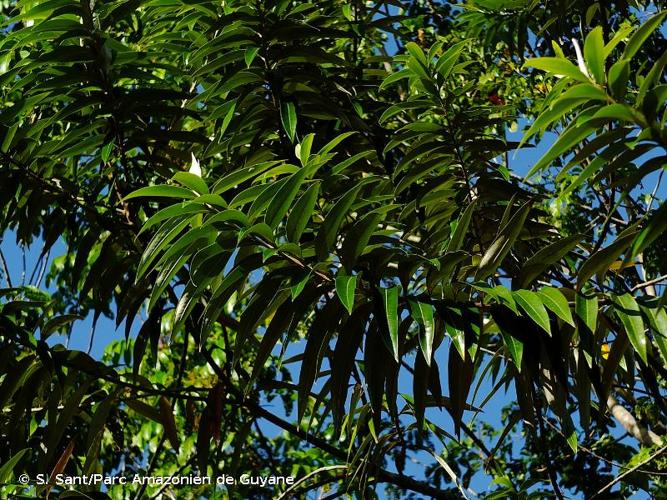 <i>Ocotea guianensis</i> Aubl., 1775 © S. Sant/Parc Amazonien de Guyane