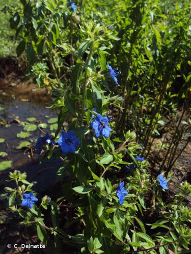 <i>Hydrolea spinosa</i> L., 1762 © C. Delnatte