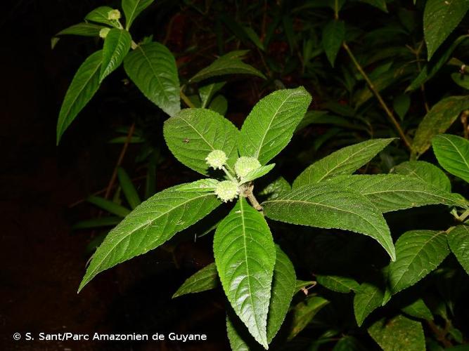 <i>Hyptis pachycephala</i> Epling, 1937 © S. Sant/Parc Amazonien de Guyane