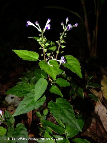 <i>Scutellaria leucantha</i> Loes., 1905 © S. Sant/Parc Amazonien de Guyane