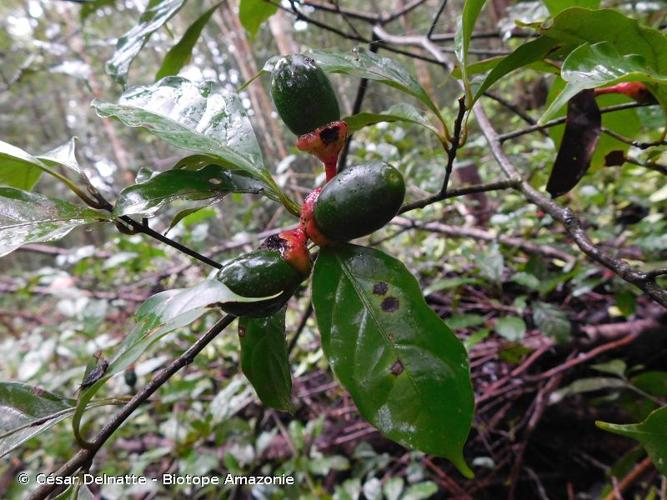 <i>Endlicheria punctulata</i> (Mez) C.K.Allen, 1966 © César Delnatte - Biotope Amazonie