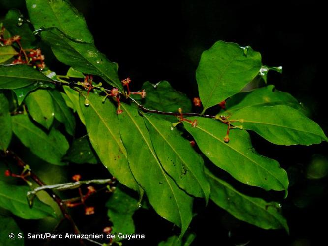 <i>Kubitzkia mezii</i> (Kosterm.) van der Werff, 1986 © S. Sant/Parc Amazonien de Guyane