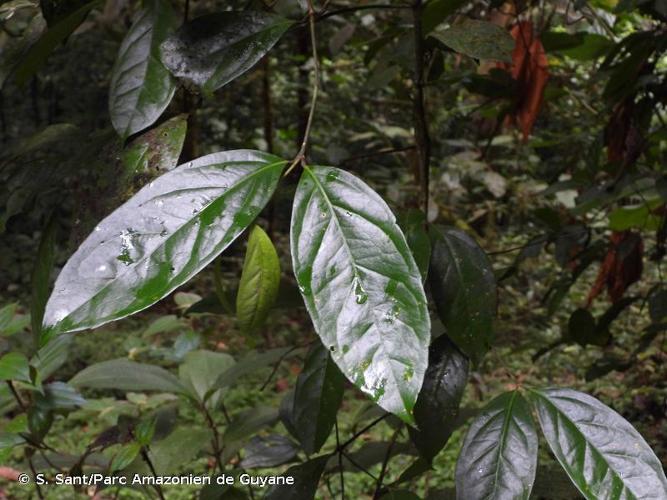 <i>Licaria debilis</i> (Mez) Kosterm., 1937 © S. Sant/Parc Amazonien de Guyane