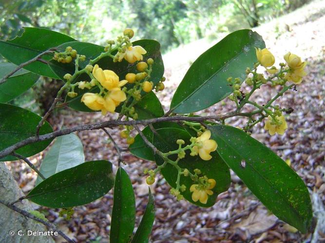 <i>Eschweilera coriacea</i> (DC.) S.A.Mori, 1990 © C. Delnatte