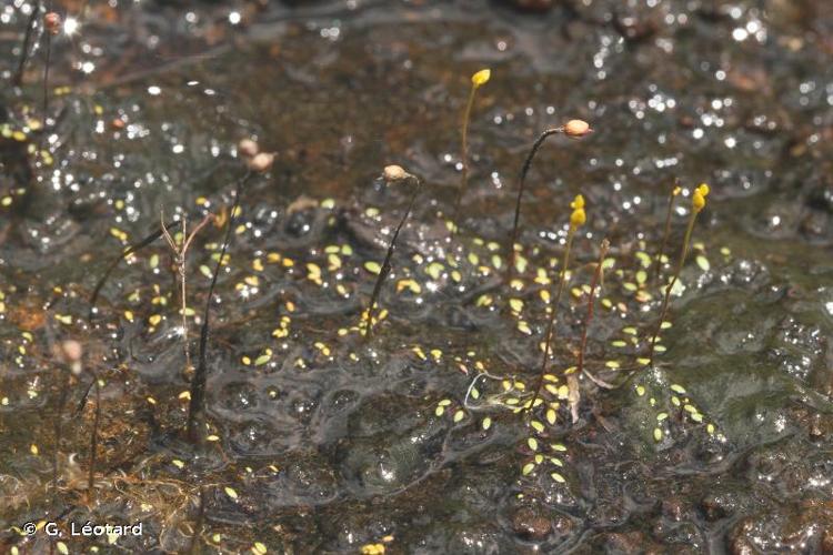 <i>Utricularia choristotheca</i> P.Taylor, 1986 © G. Léotard