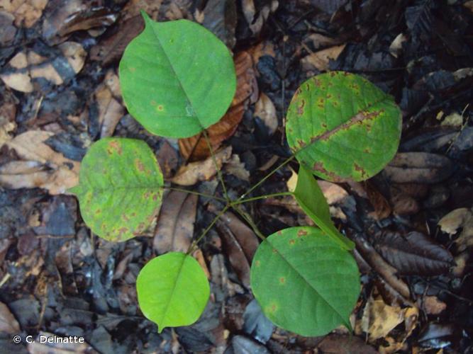 <i>Dicorynia guianensis</i> Amshoff, 1939 © C. Delnatte