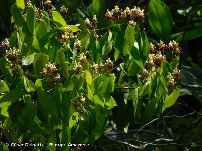 <i>Macrolobium bifolium</i> (Aubl.) Pers., 1805 © César Delnatte - Biotope Amazonie