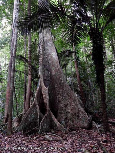 <i>Martiodendron parviflorum</i> (Amshoff) R.C.Koeppen, 1962 © S. Sant/Parc Amazonien de Guyane