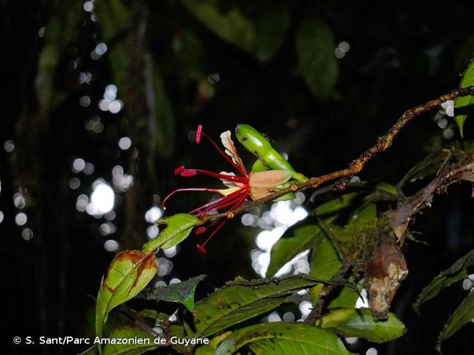 <i>Paloue guianensis</i> Aubl., 1775 © S. Sant/Parc Amazonien de Guyane