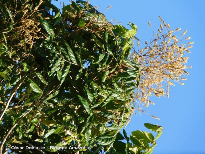 <i>Tachigali amplifolia</i> (Ducke) Barneby, 1996 © César Delnatte - Biotope Amazonie