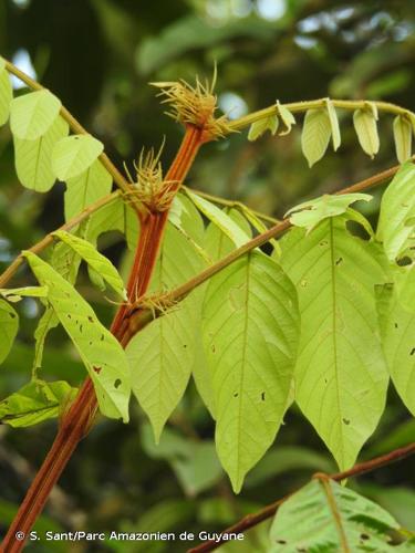 <i>Tachigali guianensis</i> (Benth.) Zarucchi & Herend., 1993 © S. Sant/Parc Amazonien de Guyane