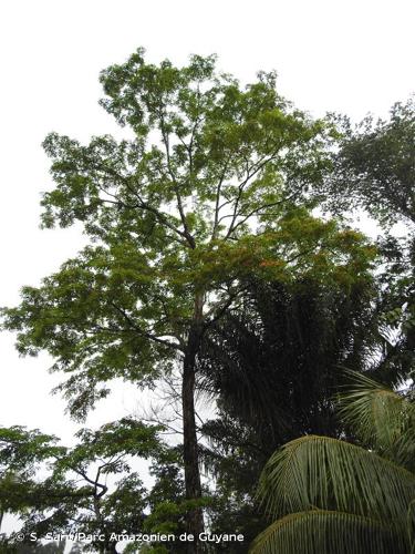 <i>Pterocarpus rohrii</i> Vahl, 1791 © S. Sant/Parc Amazonien de Guyane