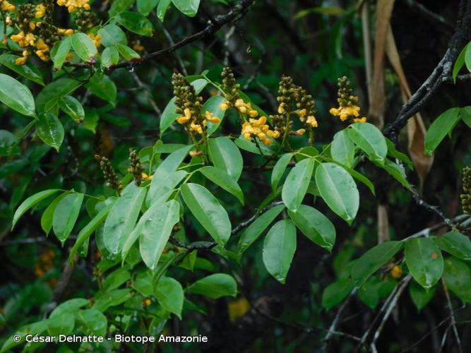 <i>Pterocarpus santalinoides</i> L'Hér. ex DC., 1825 © César Delnatte - Biotope Amazonie