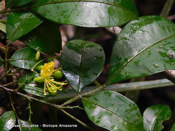 <i>Swartzia arborescens</i> (Aubl.) Pittier, 1921 © César Delnatte - Biotope Amazonie