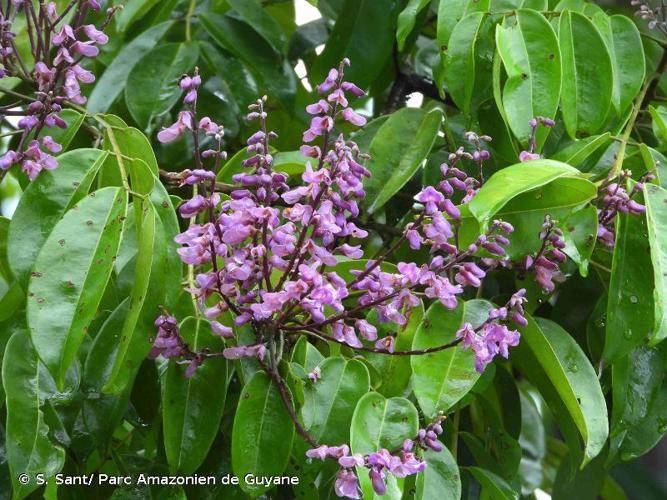 <i>Taralea oppositifolia</i> Aubl., 1775 © S. Sant/ Parc Amazonien de Guyane