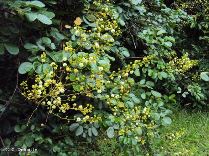 <i>Mimosa guilandinae</i> (DC.) Barneby, 1985 © C. Delnatte