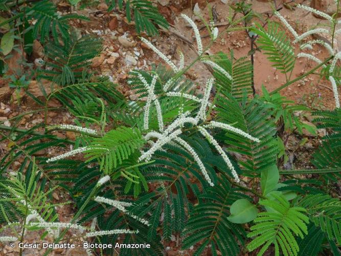 <i>Mimosa myriadenia</i> (Benth.) Benth., 1875 © César Delnatte - Biotope Amazonie