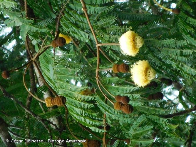 <i>Parkia nitida</i> Miq., 1851 © César Delnatte - Biotope Amazonie