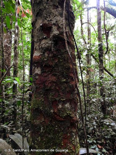 <i>Zygia racemosa</i> (Ducke) Barneby & J.W.Grimes, 1997 © S. Sant/Parc Amazonien de Guyane