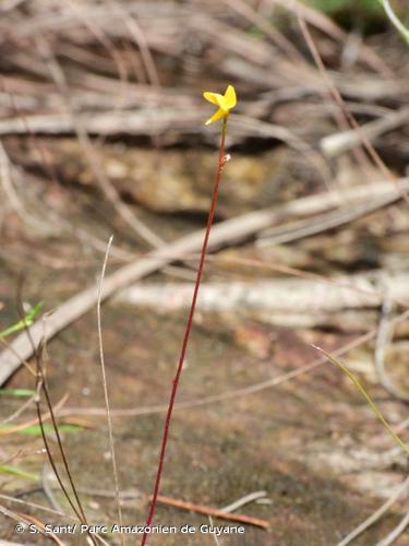 <i>Utricularia adpressa</i> Salzm. ex A.St.-Hil. & Girard, 1838 © S. Sant/ Parc Amazonien de Guyane