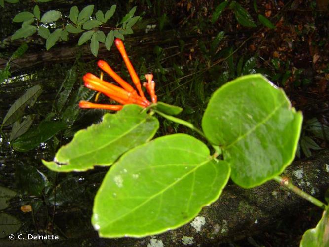 <i>Psittacanthus peronopetalus</i> Eichler, 1868 © C. Delnatte