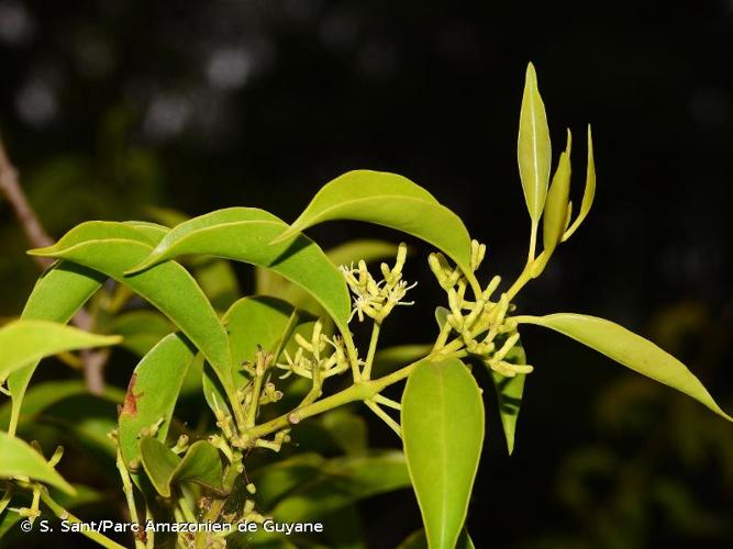 <i>Struthanthus syringifolius</i> (Mart.) Mart., 1830 © S. Sant/Parc Amazonien de Guyane