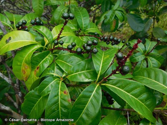 <i>Byrsonima densa</i> (Poir.) DC., 1824 © César Delnatte - Biotope Amazonie