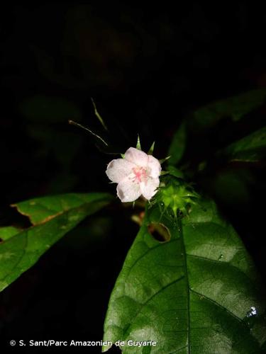 <i>Pavonia castaneifolia</i> A.St.-Hil. & Naudin, 1842 © S. Sant/Parc Amazonien de Guyane