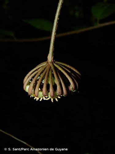 <i>Marcgravia pedunculosa</i> Triana & Planch., 1862 © S. Sant/Parc Amazonien de Guyane