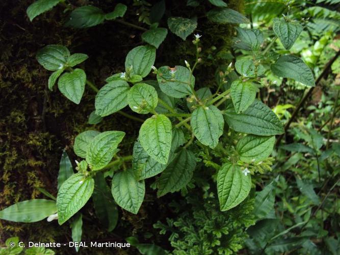 <i>Aciotis acuminifolia</i> (Mart. ex DC.) Triana, 1872 © C. Delnatte - DEAL Martinique