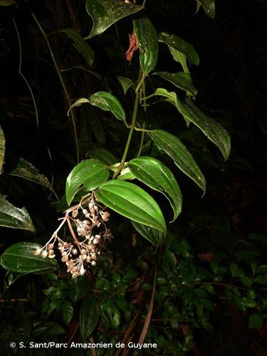 <i>Adelobotrys adscendens</i> (Sw.) Triana, 1867 © S. Sant/Parc Amazonien de Guyane