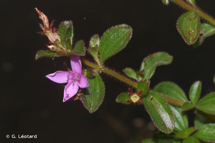 <i>Comolia villosa</i> (Aubl.) Triana, 1872 © G. Léotard