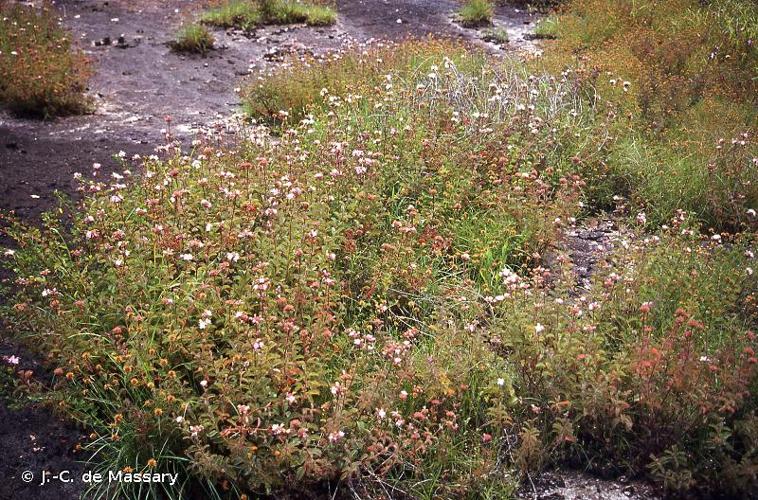 <i>Ernestia confertiflora</i> Wurdack, 1971 © J.-C. de Massary