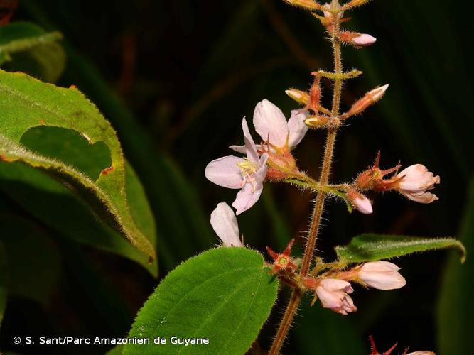 <i>Ernestia granvillei</i> Wurdack, 1980 © S. Sant/Parc Amazonien de Guyane