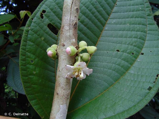 <i>Henriettea multiflora</i> Naudin, 1852 © C. Delnatte