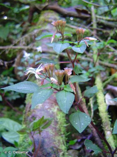 <i>Macrocentrum fasciculatum</i> (DC.) Triana, 1872 © C. Delnatte