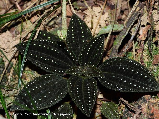 <i>Macrocentrum latifolium</i> Wurdack, 1980 © S. Sant/ Parc Amazonien de Guyane