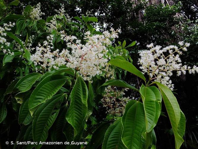 <i>Miconia affinis</i> DC., 1828 © S. Sant/Parc Amazonien de Guyane