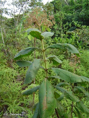 <i>Miconia alata</i> (Aubl.) DC., 1828 © C. Delnatte